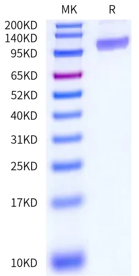 Bis-Tris PAGE Data