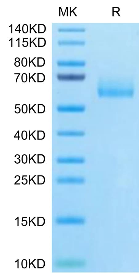 Bis-Tris PAGE Data