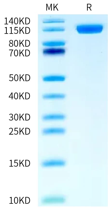 Bis-Tris PAGE Data