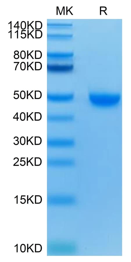 Bis-Tris PAGE Data