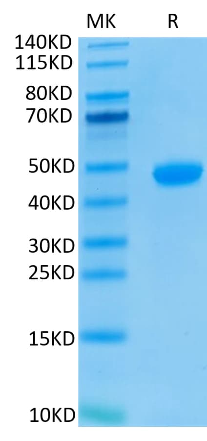 Bis-Tris PAGE Data