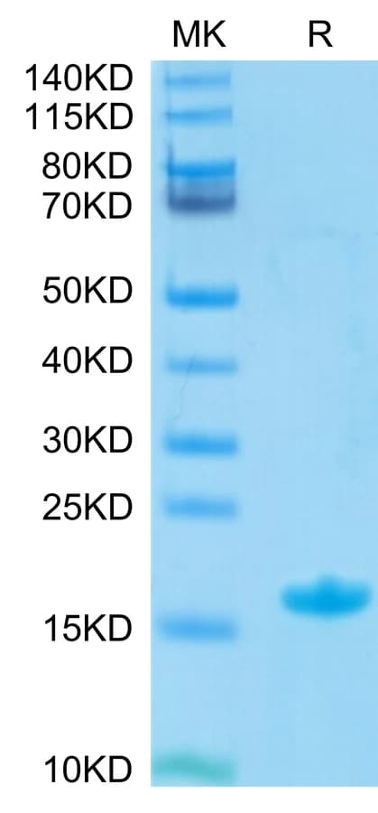 Bis-Tris PAGE Data