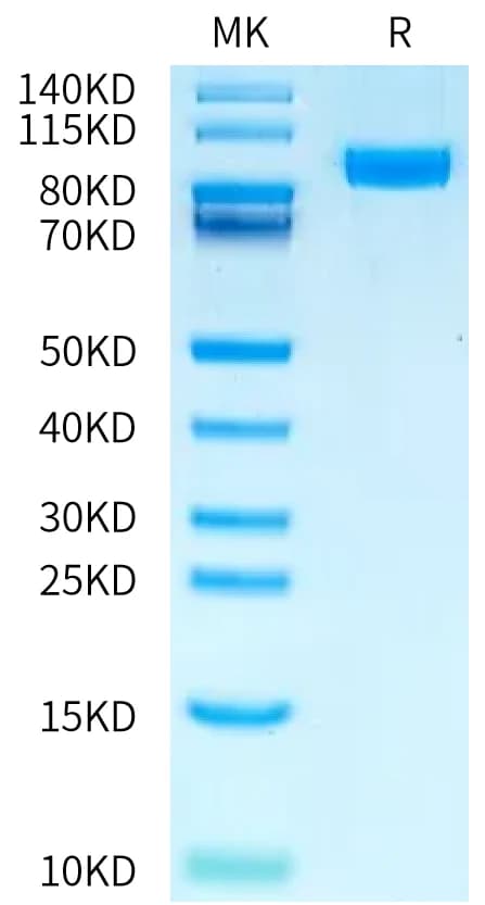 Bis-Tris PAGE Data