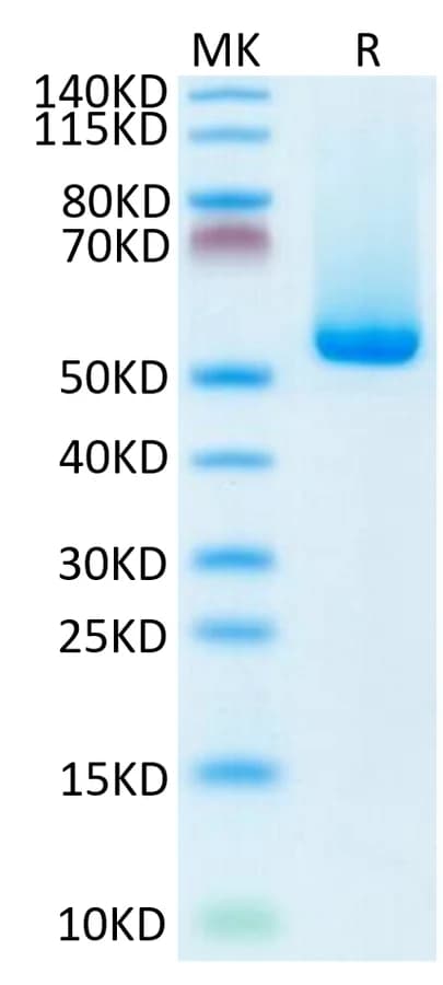Bis-Tris PAGE Data