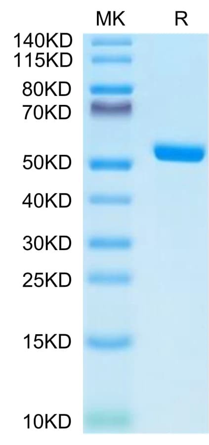 Bis-Tris PAGE Data