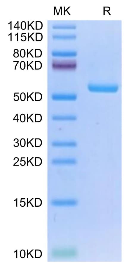 Bis-Tris PAGE Data