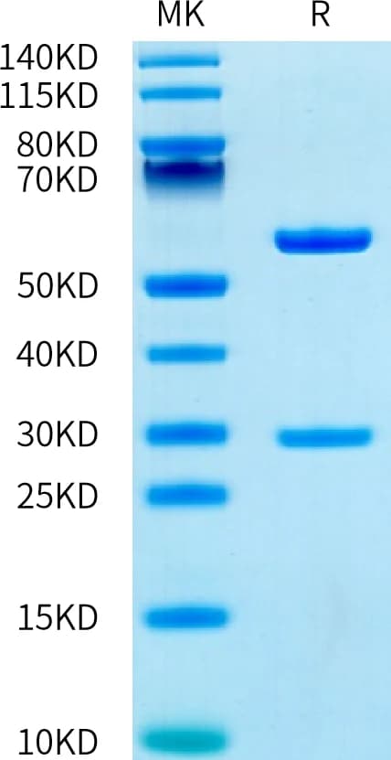 Bis-Tris PAGE Data
