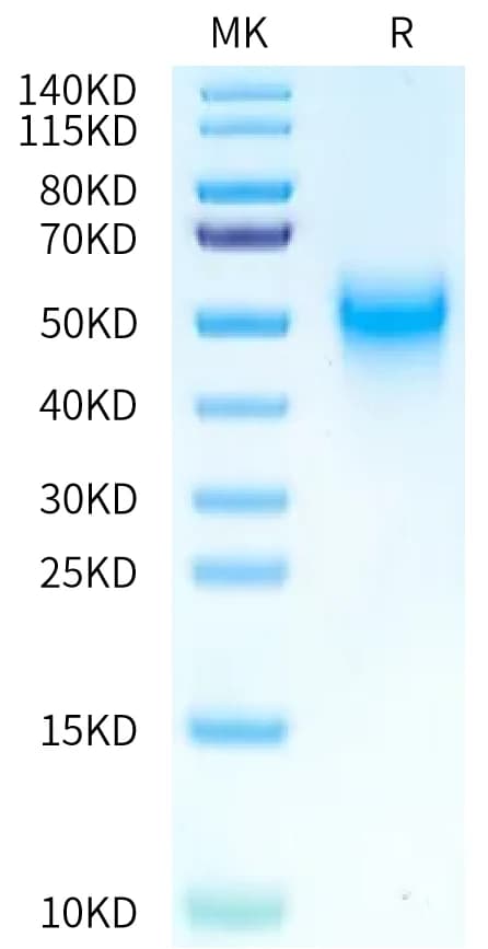 Bis-Tris PAGE Data
