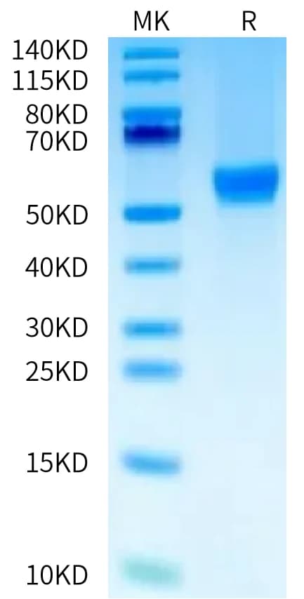 Bis-Tris PAGE Data