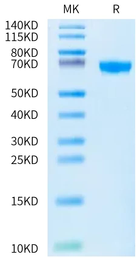 Bis-Tris PAGE Data