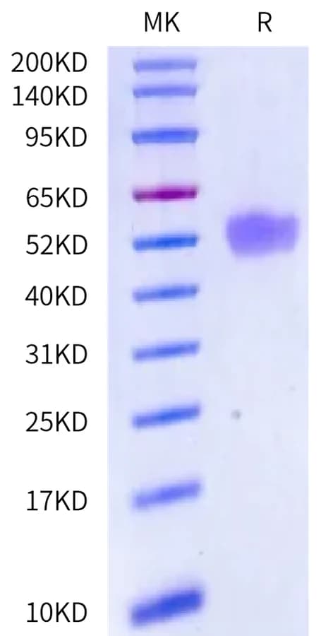 Bis-Tris PAGE Data