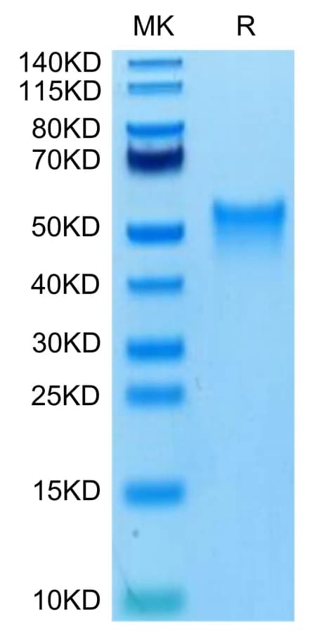 Bis-Tris PAGE Data