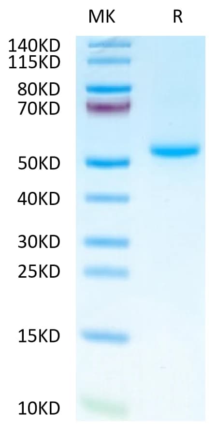 Bis-Tris PAGE Data