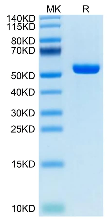 Bis-Tris PAGE Data