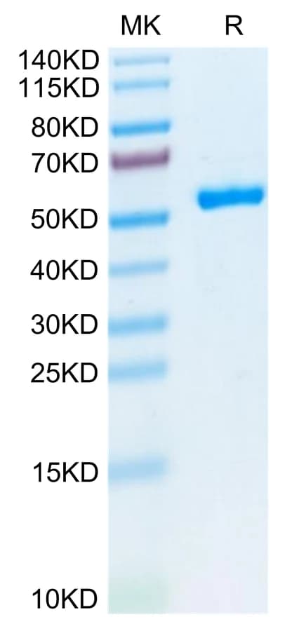 Bis-Tris PAGE Data