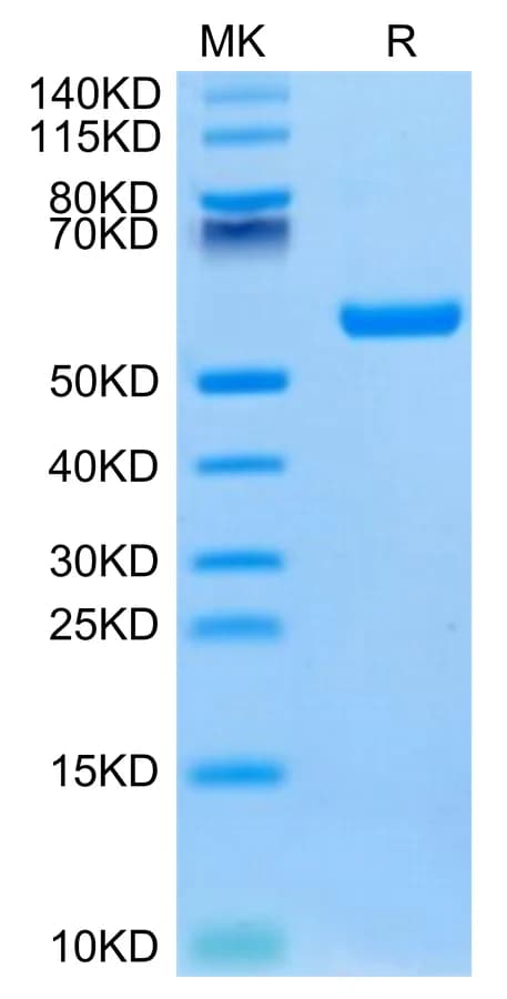 Bis-Tris PAGE Data