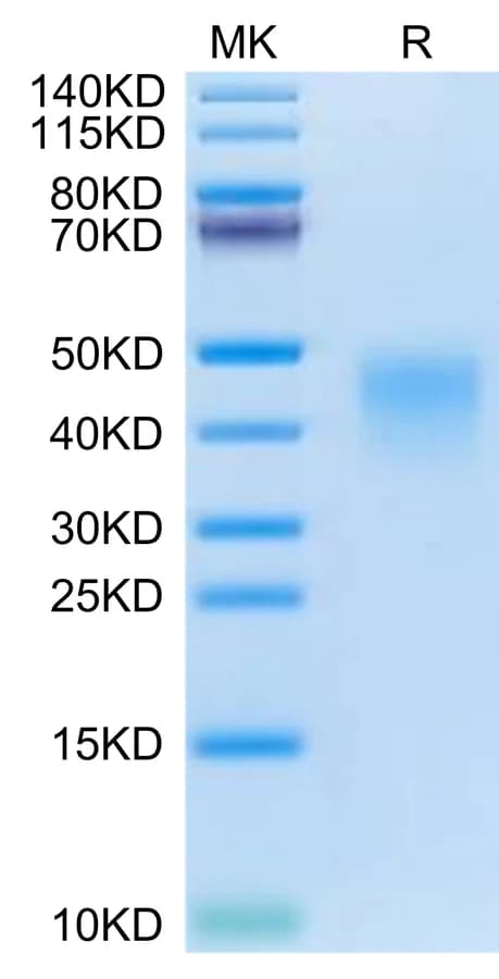 Bis-Tris PAGE Data