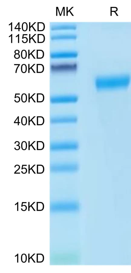 Bis-Tris PAGE Data