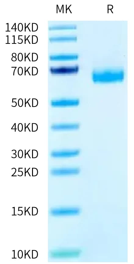 Bis-Tris PAGE Data
