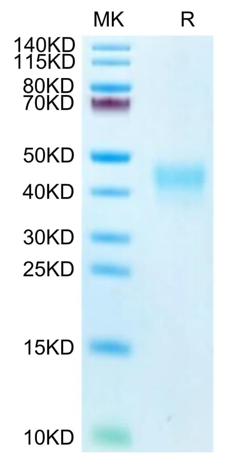 Bis-Tris PAGE Data