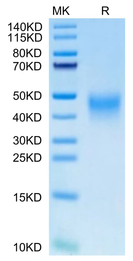 Bis-Tris PAGE Data