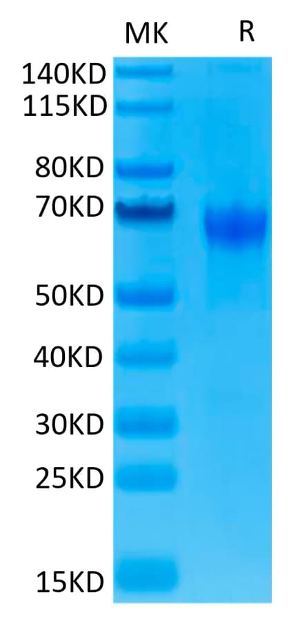 Bis-Tris PAGE Data