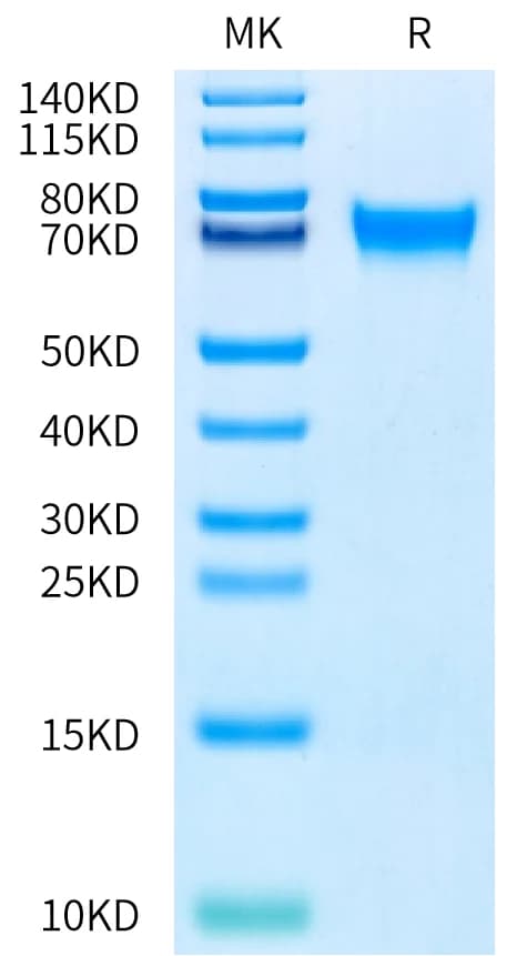 Bis-Tris PAGE Data