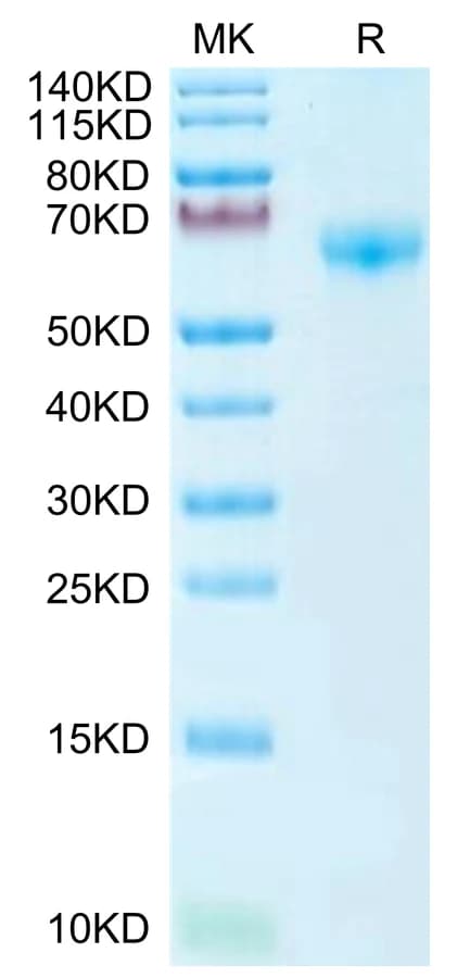 Bis-Tris PAGE Data