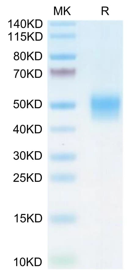 Bis-Tris PAGE Data