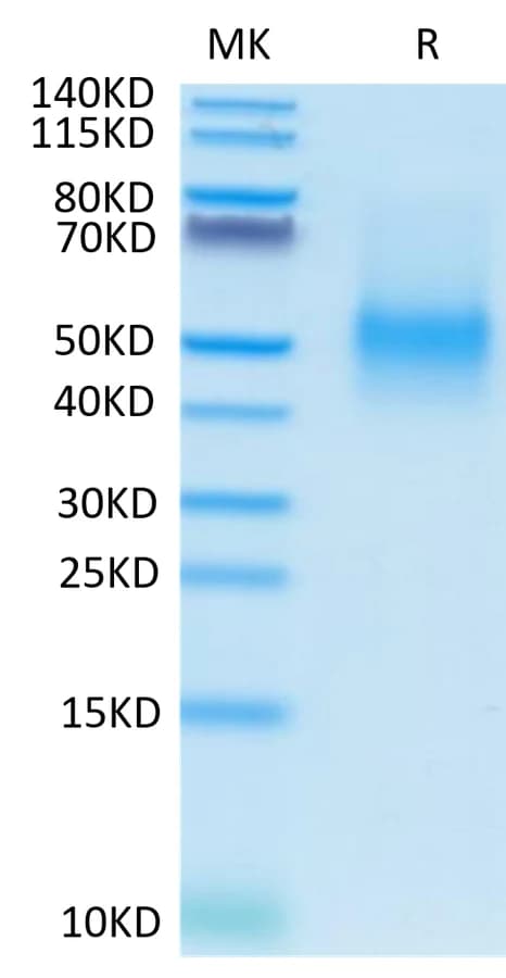 Bis-Tris PAGE Data