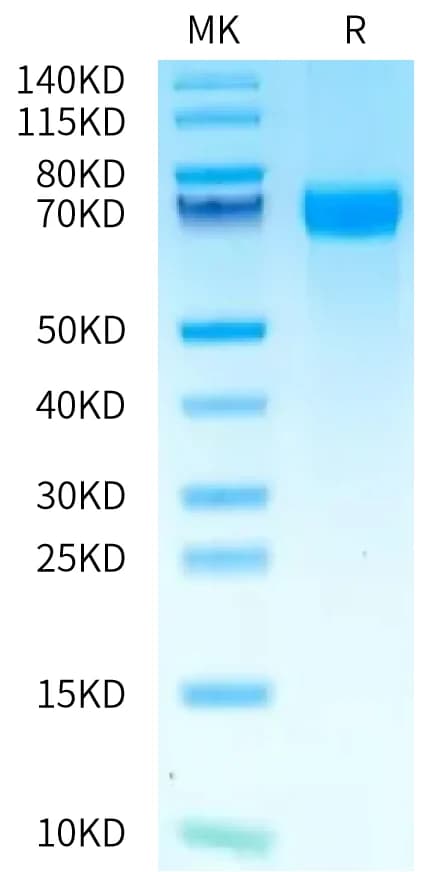 Bis-Tris PAGE Data