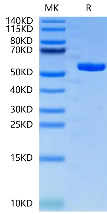 Bis-Tris PAGE Data