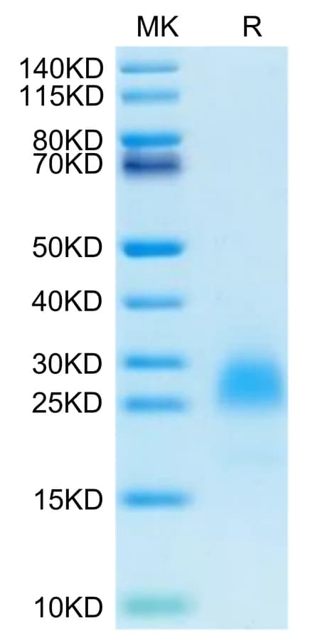 Bis-Tris PAGE Data