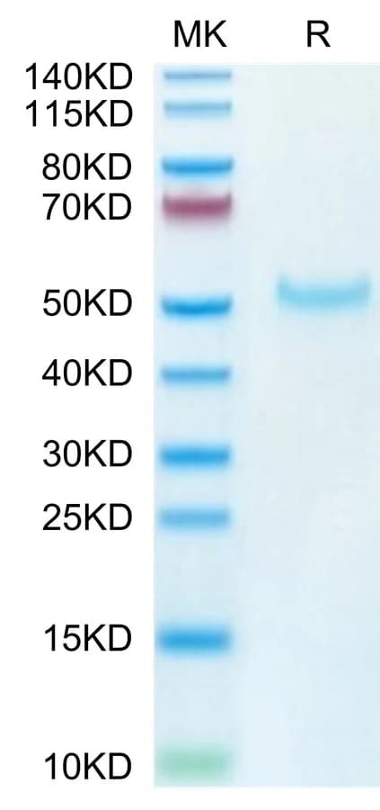 Bis-Tris PAGE Data