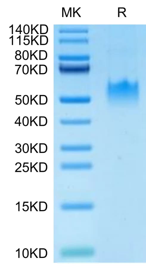 Bis-Tris PAGE Data