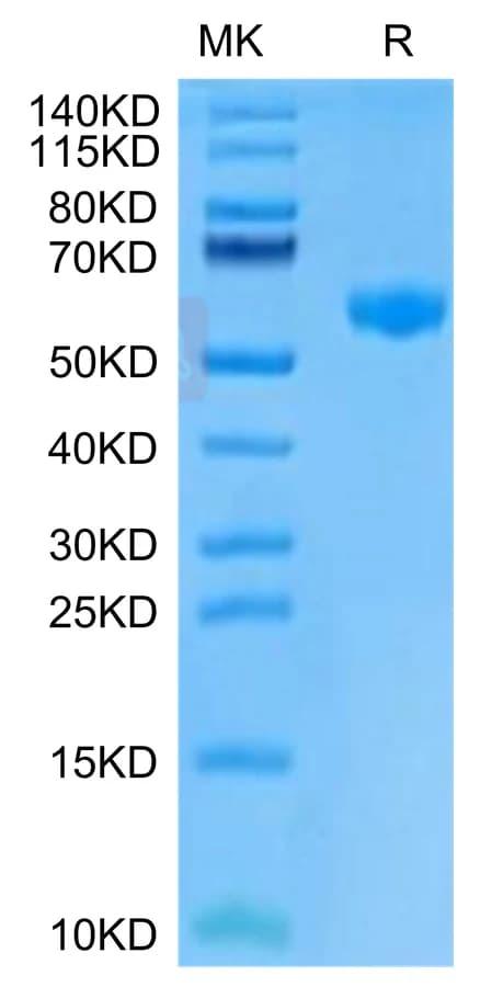 Bis-Tris PAGE Data