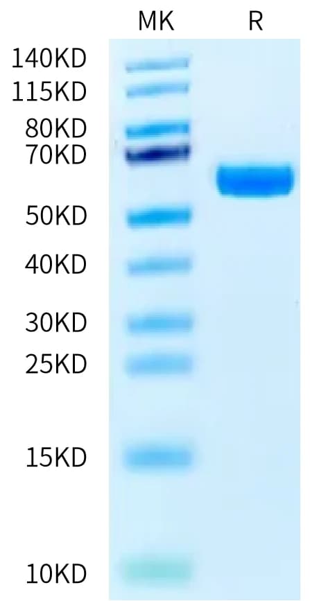 Bis-Tris PAGE Data