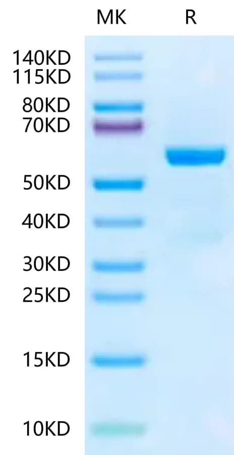 Bis-Tris PAGE Data