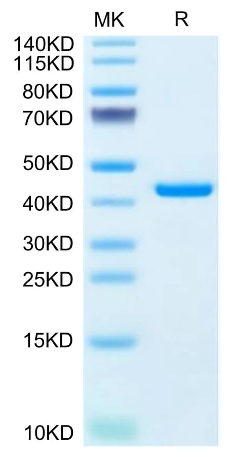 Bis-Tris PAGE Data