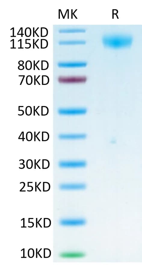 Bis-Tris PAGE Data