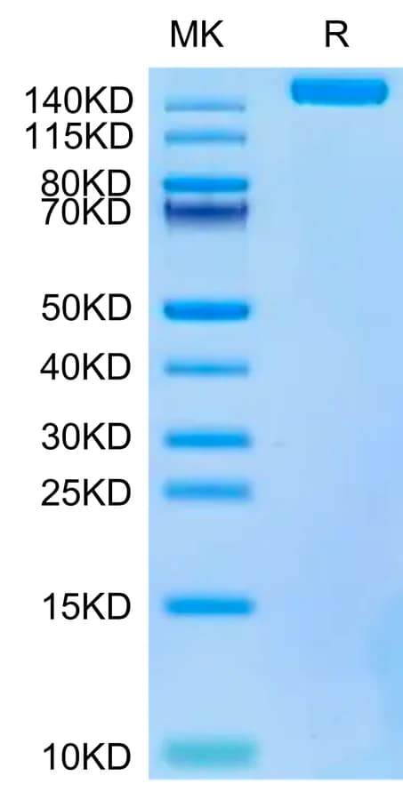 Bis-Tris PAGE Data