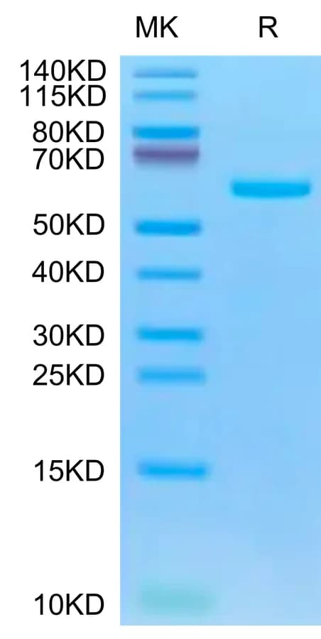 Bis-Tris PAGE Data