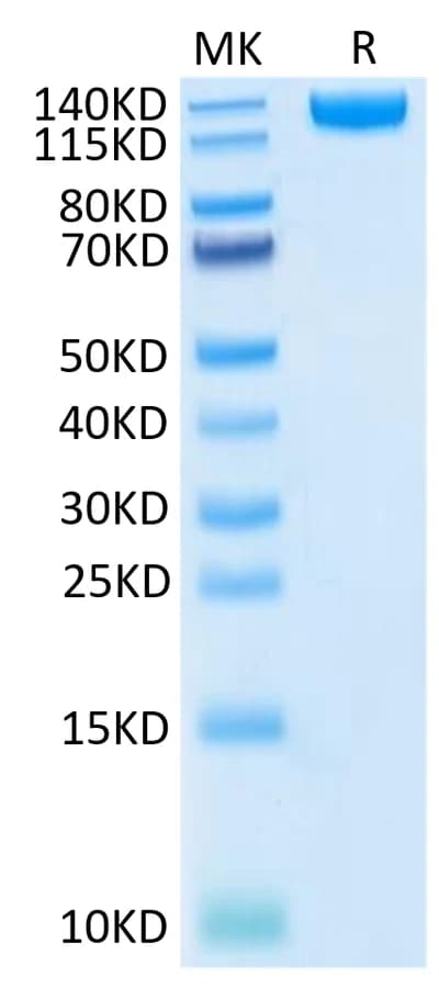 Bis-Tris PAGE Data