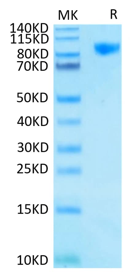 Bis-Tris PAGE Data
