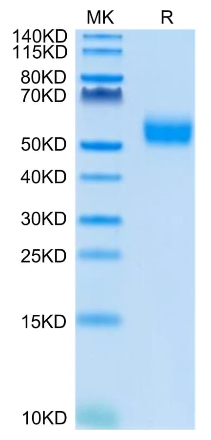 Bis-Tris PAGE Data