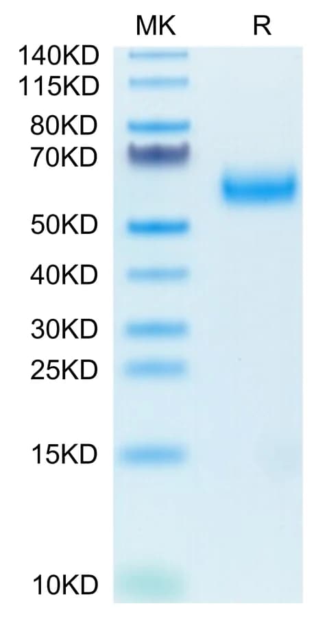 Bis-Tris PAGE Data