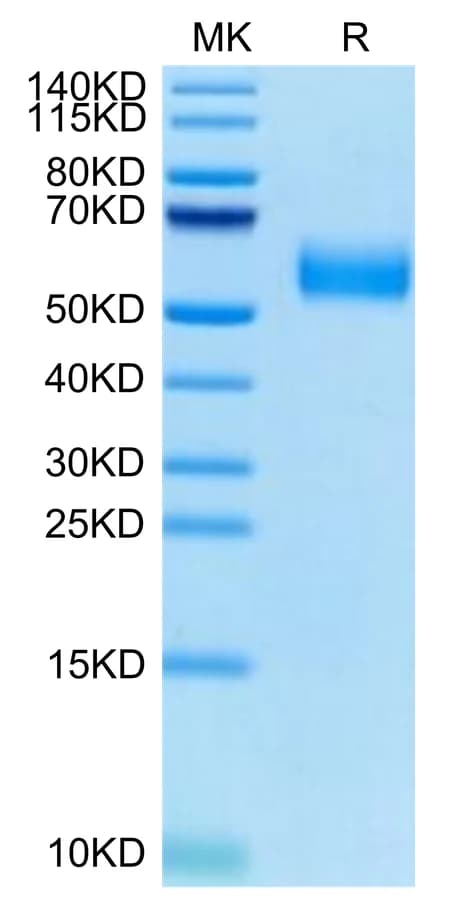 Bis-Tris PAGE Data