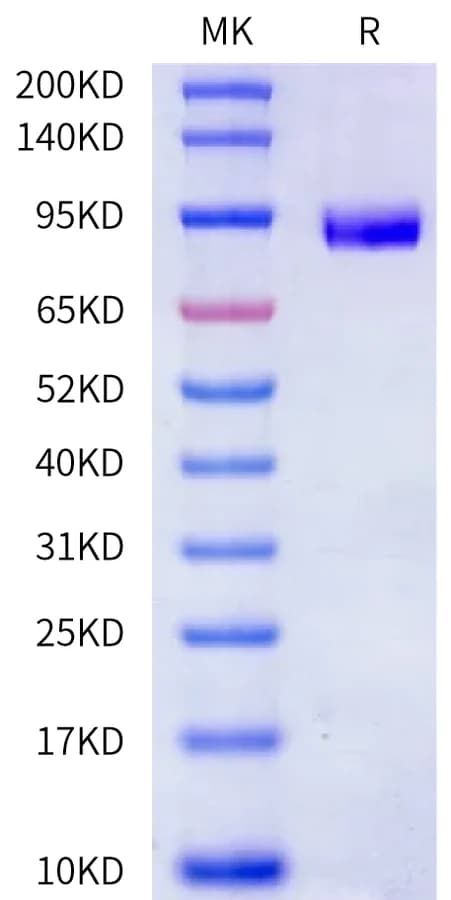 Bis-Tris PAGE Data