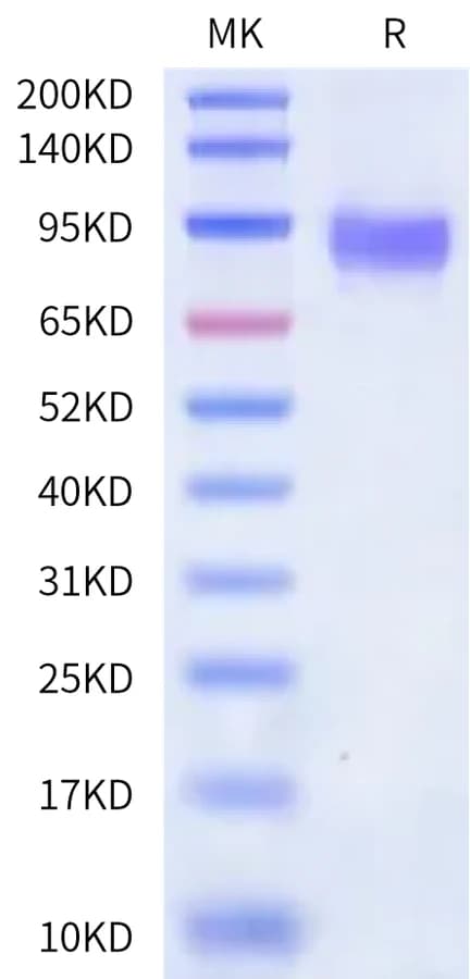 Bis-Tris PAGE Data