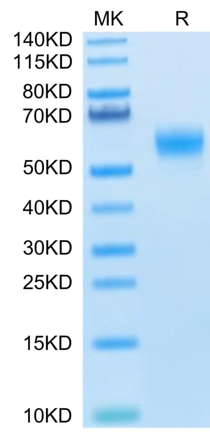 Bis-Tris PAGE Data